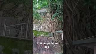 Prachin pipal trending viralvideo [upl. by Felecia]