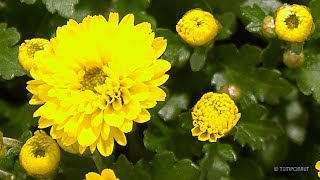 Blooming Chrysanthemum Flower Time Lapse [upl. by Assyram]