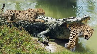 Crocodiles Wait For Leopard Across The River  Harsh Life [upl. by Animsay463]