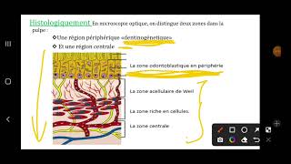 MED DENTAIRE Odontologie Conservatrice 1  LOrgane Dentaire Part 3 Histologie de LEndodonte [upl. by Tyne]