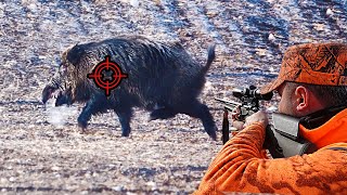 KARDA MUHTEŞEM YABAN DOMUZU AVI TOP WILD BOAR HUNTING IN WINTER HOG HUNTS PIG hunting wildboar [upl. by Nosrettap801]