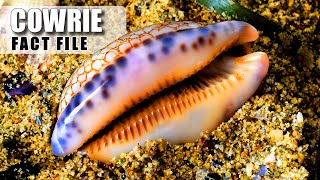 Cowrie Facts WHAT IS this SHINY SHELL 🐚 Animal Fact Files [upl. by Martinson]