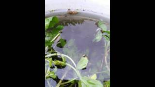 Drone fly Larvae  Eristalis Tenax  Rattail maggot [upl. by Davey]