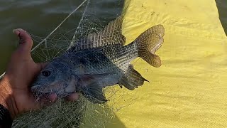 Best Fish Fishing Tilapia Fish Catching  Tilapia Fish🐠🐋🐟 Fishing Village Fishing  Amazing Tilapia [upl. by Andre]