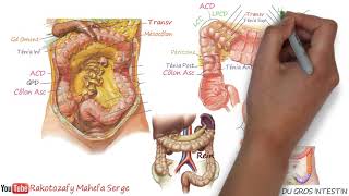 ANATOMIE DU GROS INTESTIN  2è Partie  CÆCUM  CÔLON [upl. by Anitsim]