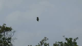 European Honey Buzzard  Wespendief  Westbroek NL  1582024 [upl. by Haland214]