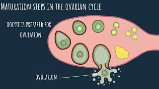 Oogenesis  the ovarian cycle Part 1 [upl. by Leighton]