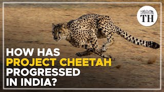 How has Project Cheetah progressed in India  The Hindu [upl. by Molini]