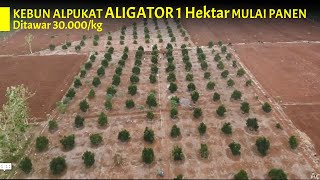 🥑 Kebun Alpukat Aligator Dataran Rendah Mulai Panen di Usia 3 Tahun [upl. by Enaols]