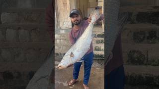 Kachidi fish kg 5000 rupees  beachboynaidu kachidifish seafood youtubeshorts fishing viral [upl. by Suki]