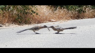 Greater Roadrunner Mating Ritual [upl. by Siuraj802]