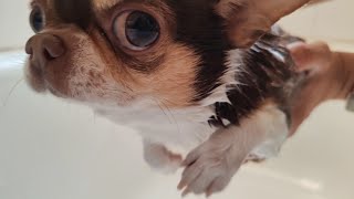 Chihuahua Bono’s Spa Day Sudsy Adventures in the Tub 🛁🐾 [upl. by Amerak]