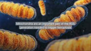 The Warburg effect complicates the impact of DHODH inhibition on ferroptosis [upl. by Shulamith]