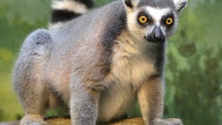 Ai Facts about the Ringtailed Lemur [upl. by Ahsinit]