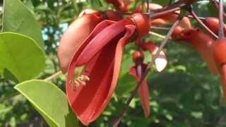 ÁRBOL CORAL Erythrina cristagalli wwwriomoroscom [upl. by Malcom]