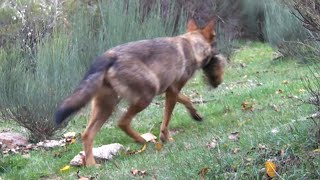 Loba ibérica Canis lupus signatus porta en sus fauces un trozo de jabalí cazado de madrugada 189 [upl. by Assil]