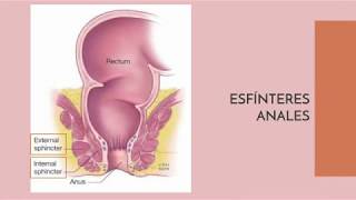 Anatomía del Conducto Anal [upl. by Miof Mela]