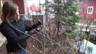 How To Prune a Dogwood Shrub [upl. by Inalem]