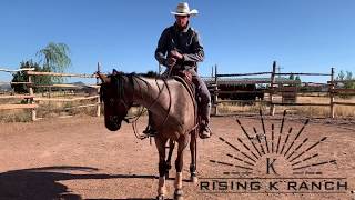 How to Handle the Reins Beginner Horseback Riding [upl. by Revilo]