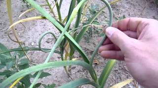 How to Pick and Prepare Garlic Scapes [upl. by Cleveland]