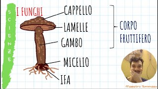 IL REGNO DEI FUNGHI  Video lezione di scienze per la classe quarta di scuola primaria [upl. by Arlana494]