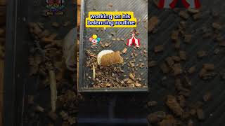 Isopod circus training caught on camera isopods circus mealworms [upl. by Jadda]