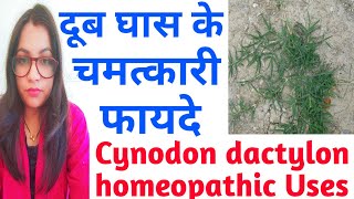 Cynodon dactylon  दूर्वा  दूब  हरियाली घास के औषधीय गुण  Cynodon dactylon Homeopathic  दूब घास [upl. by Casabonne]