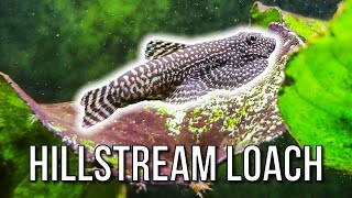 Hillstream Loaches – Best Oddball Algae Eater [upl. by Waters]