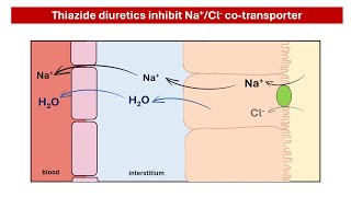 How Thiazide Diuretics Lower Blood Pressure A Simple Explanation [upl. by Meelas]