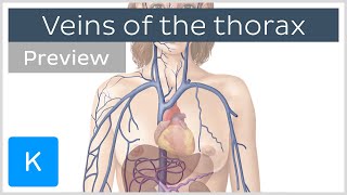 Veins of the thorax preview  Human Anatomy  Kenhub [upl. by Soilissav]