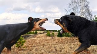 Doberman VS Rottweiler Highlights [upl. by Barbabas]