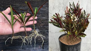 Tips for propagating Codiaeum variegatum plants simply and effectively [upl. by Lovato808]