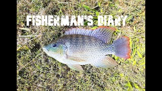 Bulimba Creek Tilapia Session  Fishermans Diary Ep 289 [upl. by Aihsyn615]