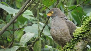 Rupornis magnirostris  Gavilán pollero  Alcaldía de Medellín [upl. by Enyawad20]