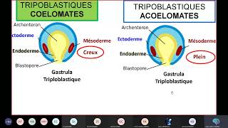 Séance 2 Biologie animale Embranchement des Protozoaires [upl. by Lasko]