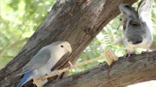 Wild Love Birds in Phoenix Arizona [upl. by Roxine]