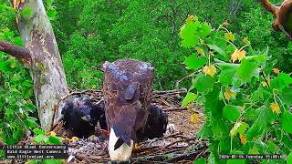 Little Miami Conservancy Bald Eagle 14052024 1500 [upl. by Strauss404]