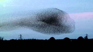 Gretna Green Starling Murmurations [upl. by Notsae]