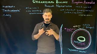 Phylum Nematoda the roundworms [upl. by Ymeraj]