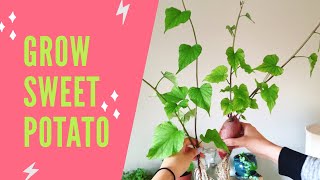 HOW TO GROW SWEET POTATOES IN WATER  Houseplant Sweet Potato Vine [upl. by Alvera]