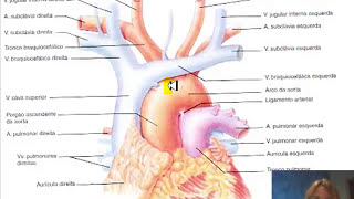 Cardiovascular  Profª Celimara [upl. by Ashling166]