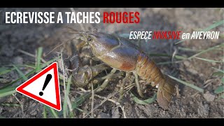 Écrevisse à taches rouges  nouvelle espèce invasive en Aveyron ⚠🦀 [upl. by Llet]