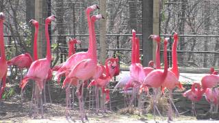 Flamingos at the National Zoo [upl. by Ardeth]