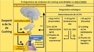 Sindrome de Cushing clasificación algoritmo diagnóstico y tratamiento  enarm [upl. by Eiddam]