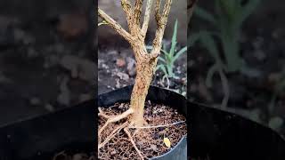 Boxwood bonsai [upl. by Elwyn]