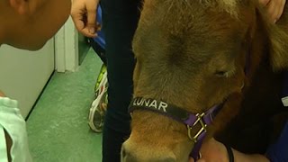 Adorable Minihorses Visit Sick Kids in Hospital [upl. by Vicky273]