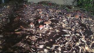 psilocybe cyanescens outdoor PNW time lapse 66 days in 40 seconds from pins to rotten [upl. by Idnil]