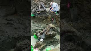 Huge 13600yearold mastodon skull and bones unearthed in Iowa archaeologynews trending news [upl. by Annovoj957]