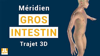 Méridien Gros Intestin  Trajet 3D point par point [upl. by Hploda]