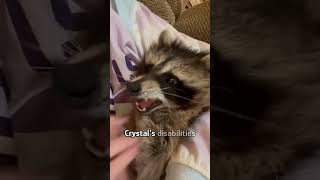 Raccoon grooms dog like a sibling [upl. by Iong]